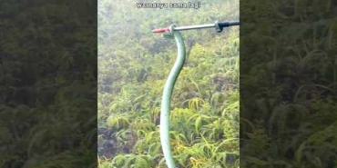MENDAKI SARANG ULAR?! VIPER DI GUNUNG AWU 🔥🤯 #pendaki #pendakigunung #gunung #gunungawu #sulawesi