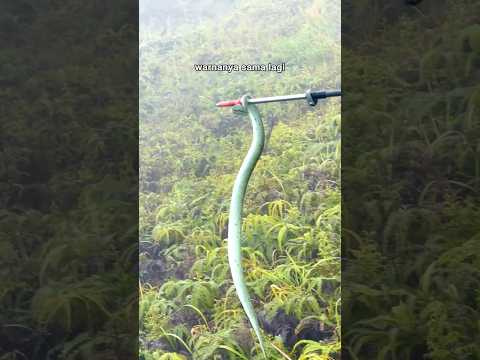 MENDAKI SARANG ULAR?! VIPER DI GUNUNG AWU 🔥🤯 #pendaki #pendakigunung #gunung #gunungawu #sulawesi