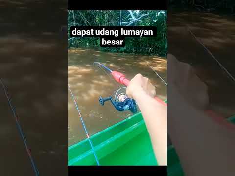 dapat udang lumayan besar #fishing #mancingmania #mancing #subscribe #shorts #udang