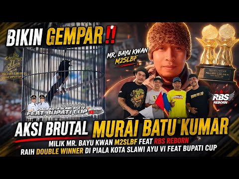 BIKIN GEMPAR‼️ AKSI BRUTAL MURAI KUMAR RAIH DOUBLE WINNER DI PIALA KOTA  SLAWI AYU FEAT BUPATI CUP