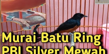 Contoh Murai Batu Ring PBI SILVER
