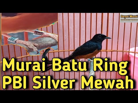 Contoh Murai Batu Ring PBI SILVER