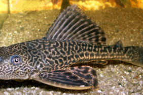 ikan-invasif-tak-hanya-sapu-sapu,-masih-ada-14-spesies-lainnya