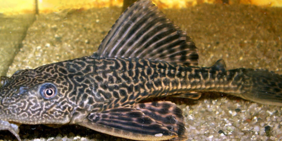 Ikan Invasif Tak Hanya Sapu-sapu, Masih Ada 14 Spesies Lainnya