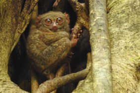 temuan-unik-tarsius-di-gorontalo,-diduga-hasil-persilangan-dua-spesies