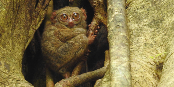 Temuan Unik Tarsius di Gorontalo, Diduga Hasil Persilangan Dua Spesies