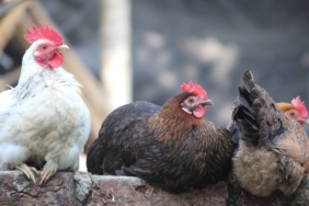 ayam-ayam-daun-jarak,-permainan-tradisional-dari-bengkulu-yang-memanfaatkan-alat-sederhana