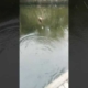 Mancing Ikan Mujaer Di Kolam Tetangga #youtubeshorts #mancing #fishing