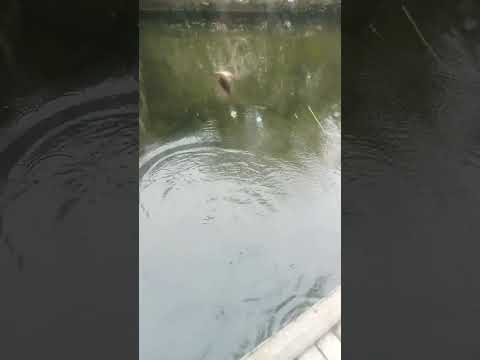 Mancing Ikan Mujaer Di Kolam Tetangga #youtubeshorts #mancing #fishing