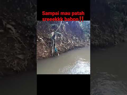 joraanya sampai melengkung mau patah|mancing ikan wader babon#8
