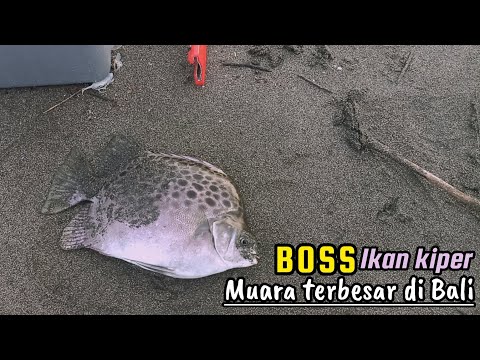 Ternyata begini umpan mancing ikan kiper di muara