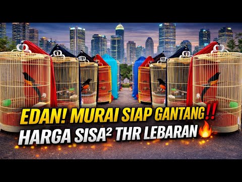 GAK MASUK AKAL‼️MURAI BATU SIAP GANTANG HARGA SISA² THR LEBARAN