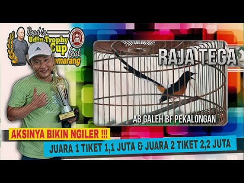 Bikin Ngiler Lihat Aksi Murai Batu RAJA TEGA Koleksi AB GALEH BF Nyaris Double Winner Tiket 2,2 Juta