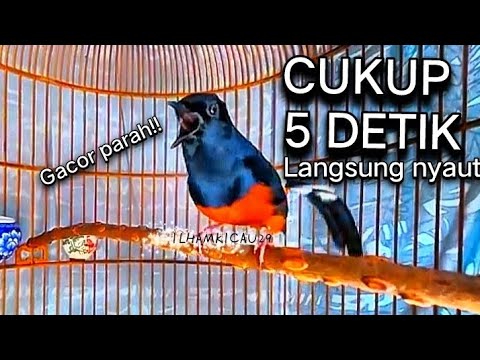 SUARA BURUNG MURAI BATU GACOR BIKIN EMOSI/Pancingan burung murai batu agar bunyi
