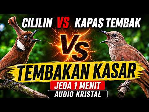Masteran Cililin vs Kapas Tembak Tembakan Kasar untuk Murai Batu Pastol | Durasi Panjang dan Jernih
