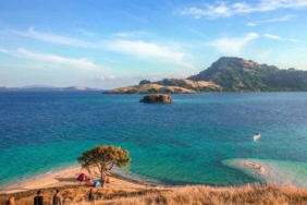 terungkap-dua-teluk-indonesia-jadi-habitat-kunci-tak-tergantikan-dari -hiu-paus