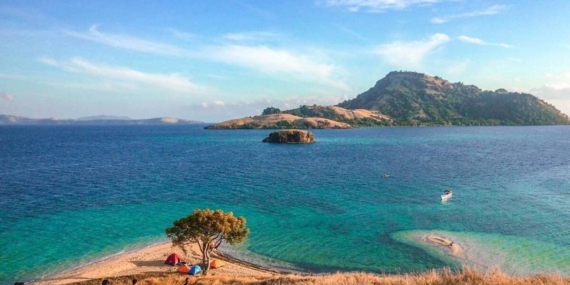 Terungkap Dua Teluk Indonesia Jadi Habitat Kunci Tak Tergantikan dari  Hiu Paus