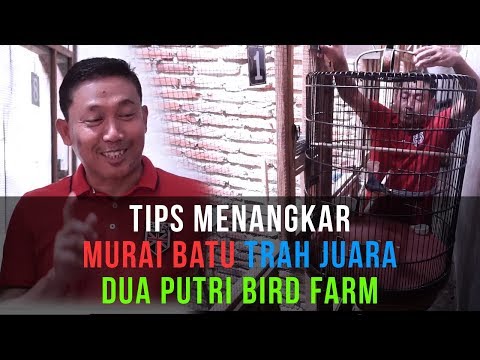 TIPS BETERNAK MURAI BATU TRAH JUARA [ DUA PUTRI BIRD FARM ]