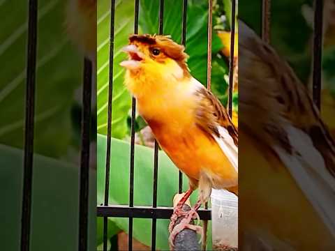 Kenari impor Gacor berjambul #kenari #canary #canariobelga #pancingankenari #birds