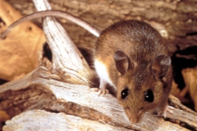 mengapa-wabah-kapal-pesiar-hantavirus-tidak-mungkin-menjadi-krisis-global