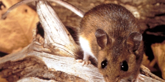 Mengapa Wabah Kapal Pesiar Hantavirus Tidak Mungkin Menjadi Krisis Global