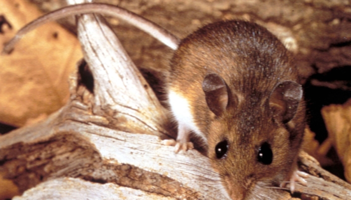mengapa-wabah-kapal-pesiar-hantavirus-tidak-mungkin-menjadi-krisis-global