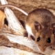 mengapa-wabah-kapal-pesiar-hantavirus-tidak-mungkin-menjadi-krisis-global