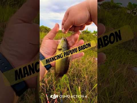 Mancing “mancing” mancing mania #fypyoutube #fishing #mancingceria #mancing #mancingmantap #fypシ