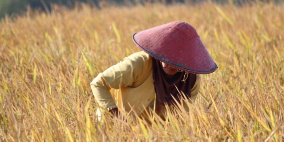 Mengenai Padi Iradiasi Nuklir, Disebut-sebut Bisa Genjot Ketahanan Pangan Nasional?