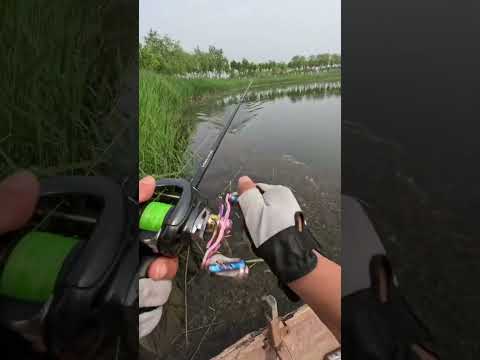 “Strike Ikan Gabus Part 7 🎣😅🙏 #Mancing #Fishing #FYPage #MancingMania #Bismillah #Angler”#shotrs#fyp