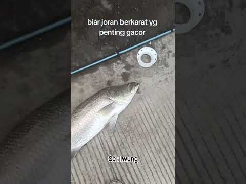 joran kramat berkarat yg amis  #angler #fyp #mancingmania #barramundi #wonokerto
