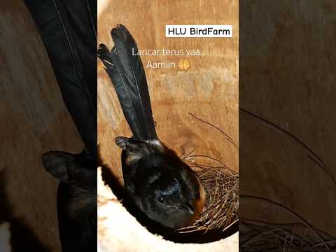 Murai Batu Mengeram dalam Glodok #ternakmurai #muraibatu #birds