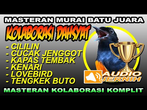 PAKET KOMPLIT KOLABORASI DAHSYAT |  MURAI BATU JUARA | siang dan malam | SHAMA BIRD