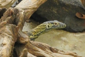jagat-satwa-nusantara-dan-lembang-park-&-zoo-lakukan-pertukaran-komodo