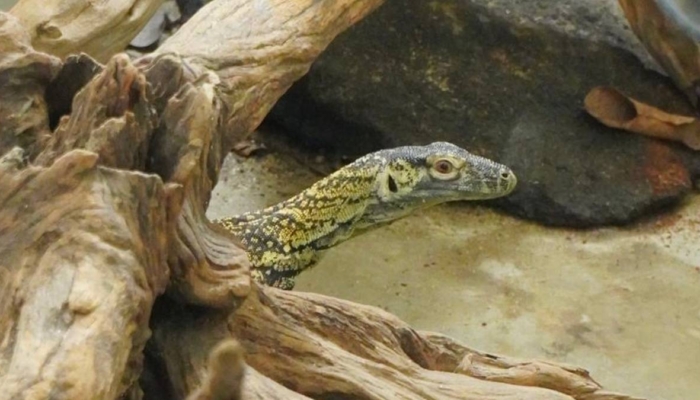 jagat-satwa-nusantara-dan-lembang-park-&-zoo-lakukan-pertukaran-komodo