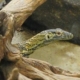 jagat-satwa-nusantara-dan-lembang-park-&-zoo-lakukan-pertukaran-komodo