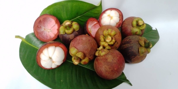 Manggis “The Queen of Fruits”, Buah Tropis Asli Indonesia yang Diburu Dunia