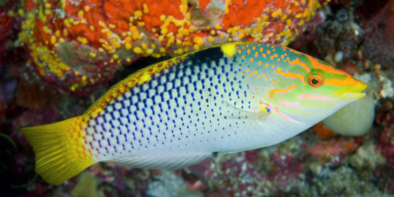 Bintan Jadi Rumah 425 Spesies Ikan Karang, BLUD Dibentuk buat Melindunginya