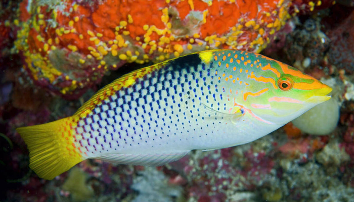 bintan-jadi-rumah-425-spesies-ikan-karang,-blud-dibentuk-buat-melindunginya