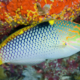 bintan-jadi-rumah-425-spesies-ikan-karang,-blud-dibentuk-buat-melindunginya