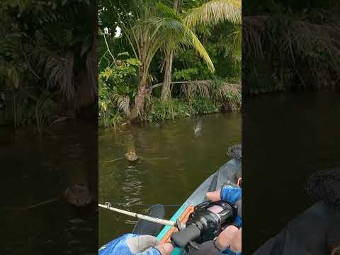 “Strike! Mancing di Sungai 🥳🎣 #FYPage #Mancing#ViralShort #ViralVideo#FYPシ#FYPシ゚Viral #BismillahFYP”