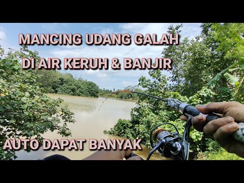 LAKUKAN CARA INI SAAT MANCING UDANG GALAH DI AIR KERUH ATAU BANCIR AUTO DAPAT UDANG GALAH .!