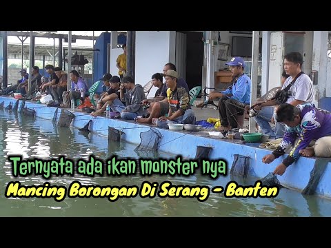 UMPAN NILA MEDIA UDANG REBON | MANCING BORONGAN NILA & GURAME DI SERANG