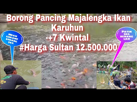 💢Borong mancing Majalengka Desa Cieurih || 💯 % Ikan karuhun..‼️ harga sultan Rp. 12.500.00