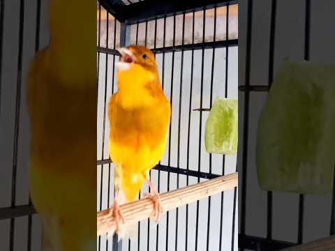Kenari Gacor Isian #kenarigacor #canary #birds #canarias #masterankenari #kenaripaud #canary #kenari