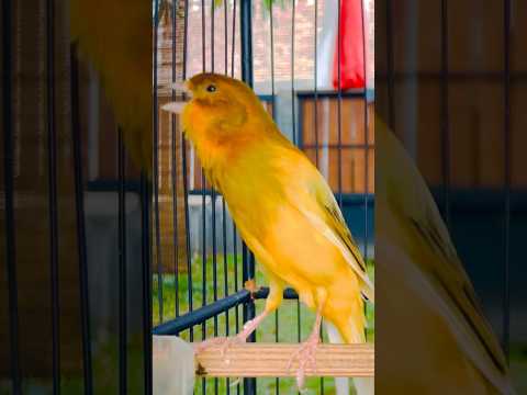 Kenari berkicau merdu #canary #canariobelga #kenarigacor #pancingankenari