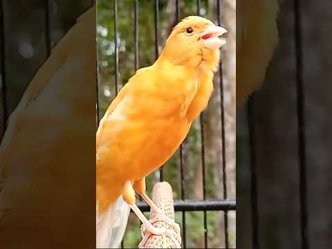 Suara burung kenari merdu #kenarigacor #pancingankenarigacor #canary #canario #canariobelga