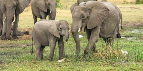Gajah Sumatera di Bentang Alam Seblat Kini Dipantau Teknologi Canggih Drone Thermal