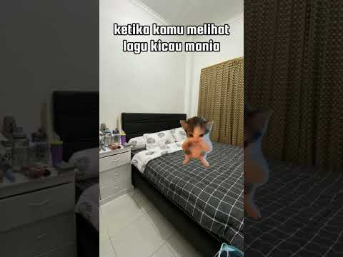 ketika kamu melihat lagu kicau mania🗿 #kicaumania #meme #kucinglucu #cat #viralshorts