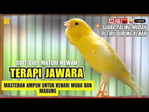 🔴KENARI GACOR FULL ISIAN MEWAH Cuit cuit Ngerol Panjang Pancingan AMPUH kenari paud belajar bunyi